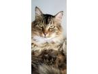 Adopt Jessie (taboo) a Domestic Longhair / Mixed (short coat) cat in