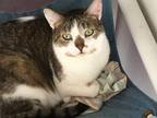Adopt Lucy a Domestic Shorthair / Mixed (short coat) cat in Bourbonnais