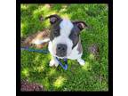 Adopt Lyla a Brown/Chocolate - with White American Pit Bull Terrier / Mixed dog