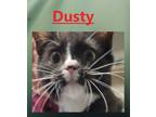 Adopt DUSTY a Domestic Shorthair / Mixed (short coat) cat in Crystal Lake