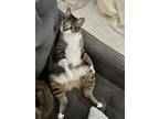 Adopt Michi a Brown Tabby Manx / Mixed (short coat) cat in Lake City