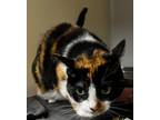 Adopt Ginny a Domestic Shorthair / Mixed (short coat) cat in Tiffin