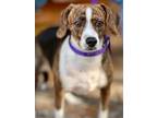 Adopt Potamus a Beagle / Mixed dog in Jackson, MS (41253790)