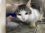 Adopt Tori a White Domestic Shorthair / Domestic Shorthair / Mixed cat in