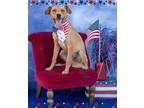 Adopt Marvin a Labrador Retriever / Mixed dog in Midland, TX (39872245)