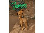 Adopt James a Labrador Retriever / Mixed dog in Midland, TX (39872244)