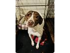 Adopt Lucy* DD a Pointer / Mixed dog in Columbia, TN (40276702)