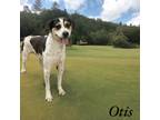 Adopt Otis a Hound (Unknown Type) / Mixed dog in Springfield, TN (41168402)