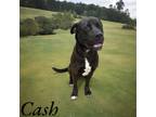 Adopt Cash a American Pit Bull Terrier / Mixed dog in Springfield, TN (41253688)
