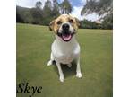 Adopt Skye a Staffordshire Bull Terrier / Mixed dog in Springfield