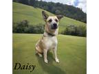 Adopt Daisy a Australian Cattle Dog / Mixed dog in Springfield, TN (40941617)