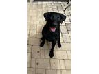 Adopt Winston a Black Labrador Retriever / Mixed dog in Stallings, NC (41253686)
