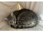 Adopt Alani a Gray, Blue or Silver Tabby Domestic Shorthair / Mixed (short coat)