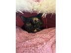 Adopt Marlene a Black (Mostly) Domestic Shorthair / Mixed (short coat) cat in