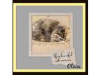 Adopt Olivia Adoption Pending a Calico or Dilute Calico Maine Coon (long coat)