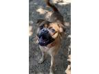 Adopt Dougie a Pug / Boxer dog in Catoosa, OK (38899339)