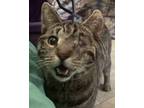 Adopt P. K. a Brown Tabby American Shorthair / Mixed (short coat) cat in Hamlet