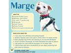 Adopt Marge a White - with Brown or Chocolate Pit Bull Terrier dog in