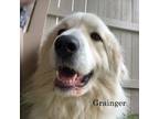 Adopt Grainger a Great Pyrenees / Mixed dog in Louisville, KY (41253576)