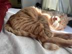 Adopt Glizzy a Orange or Red (Mostly) Domestic Shorthair / Mixed (short coat)