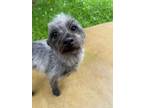 Adopt Elwood a Gray/Silver/Salt & Pepper - with Black Jack Russell Terrier dog