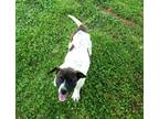 Adopt Turner a White Mixed Breed (Medium) / Mixed dog in Cumming, GA (40600218)