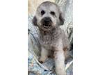 Adopt Lucky a Gray/Silver/Salt & Pepper - with White Schnoodle / Schnoodle /