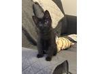 Adopt Felicia a All Black Domestic Shorthair / Mixed (short coat) cat in Sandy