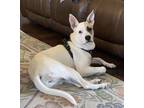 Adopt Reese a White - with Brown or Chocolate German Shepherd Dog / Shepherd