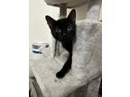 Adopt Tallulah a All Black Domestic Shorthair / Mixed (short coat) cat in Sandy