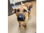 Adopt Mr Darcy a Black Mouth Cur dog in Seattle, WA (41253478)