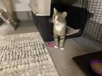 Adopt Jet a Gray, Blue or Silver Tabby Tabby / Mixed (short coat) cat in