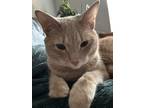 Adopt Roni a Orange or Red Tabby Domestic Shorthair / Mixed (short coat) cat in