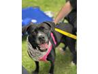 Adopt Roxy a Pit Bull Terrier / Boxer / Mixed dog in Lancaster, OH (40943648)