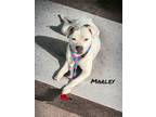 Adopt Marley a American Pit Bull Terrier / Mixed Breed (Medium) / Mixed dog in