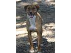 Adopt Redford 23 HAC a Australian Cattle Dog / Mixed dog in Brookhaven