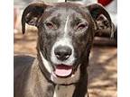 Adopt Govette 23 a Labrador Retriever / Mixed dog in Brookhaven, MS (39390566)