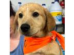Adopt Bennett a Mixed Breed (Medium) / Mixed dog in Jonesboro, AR (41253354)