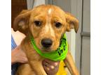 Adopt Bally a Mixed Breed (Medium) / Mixed dog in Jonesboro, AR (41253353)