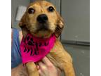 Adopt Bernie a Mixed Breed (Medium) / Mixed dog in Jonesboro, AR (41253352)
