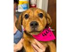 Adopt Binki a Mixed Breed (Medium) / Mixed dog in Jonesboro, AR (41253351)