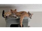 Adopt Sam, Rainy and Apollo a Orange or Red (Mostly) American Shorthair / Mixed
