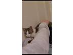 Adopt Elsa a Tan or Fawn Tabby Tabby / Mixed (short coat) cat in Fremont