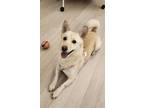 Adopt Kitshy(P) a White - with Brown or Chocolate Corgi / Jindo / Mixed dog in