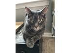 Adopt Ace a Gray, Blue or Silver Tabby Tabby / Mixed (short coat) cat in