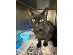 Adopt Benton a All Black Domestic Shorthair / Domestic Shorthair / Mixed cat in