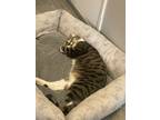 Adopt Siby a Tiger Striped American Shorthair / Mixed (short coat) cat in Ann