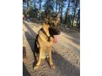 Adopt Koda a Tricolor (Tan/Brown & Black & White) German Shepherd Dog / Mixed