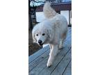 Adopt Cream a White Great Pyrenees / Alaskan Malamute / Mixed dog in Veradale