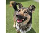 Adopt Gucci a Gray/Silver/Salt & Pepper - with White Corgi / Jindo / Mixed dog